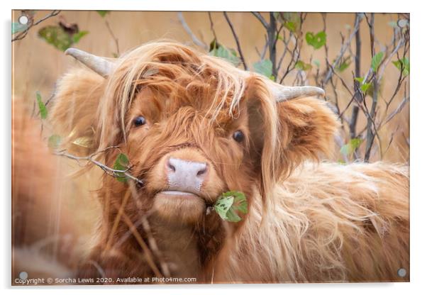 Highland cow with alder Acrylic by Sorcha Lewis