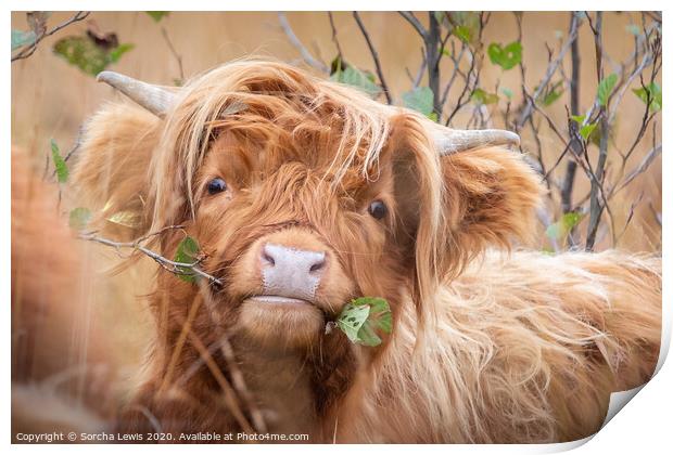 Highland cow with alder Print by Sorcha Lewis