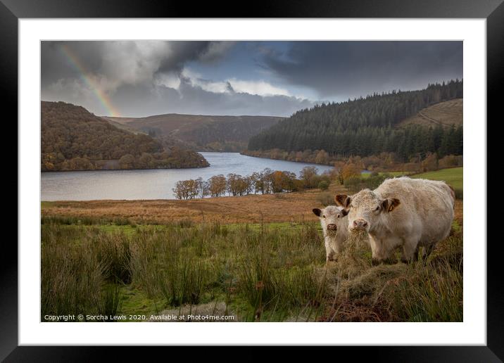 Shorthorns under a Welsh Hill rainbow Framed Mounted Print by Sorcha Lewis