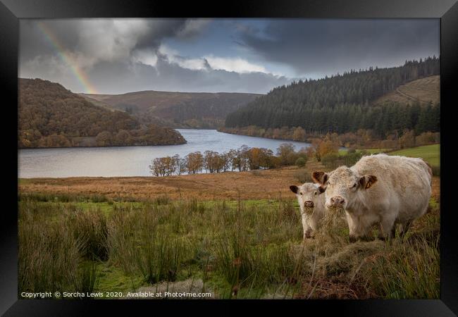 Shorthorns under a Welsh Hill rainbow Framed Print by Sorcha Lewis