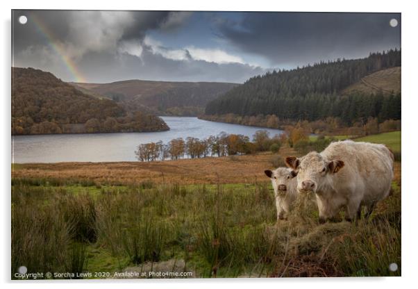 Shorthorns under a Welsh Hill rainbow Acrylic by Sorcha Lewis