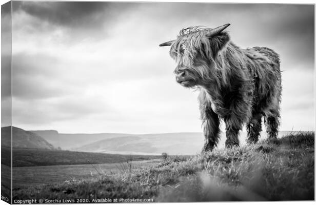 Highland cow in uplands  Canvas Print by Sorcha Lewis