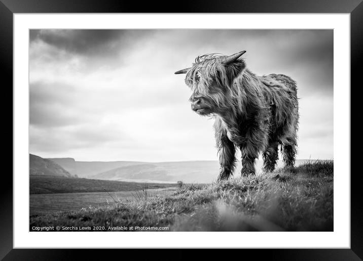 Highland cow in uplands  Framed Mounted Print by Sorcha Lewis