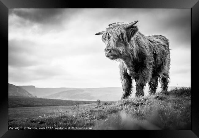 Highland cow in uplands  Framed Print by Sorcha Lewis