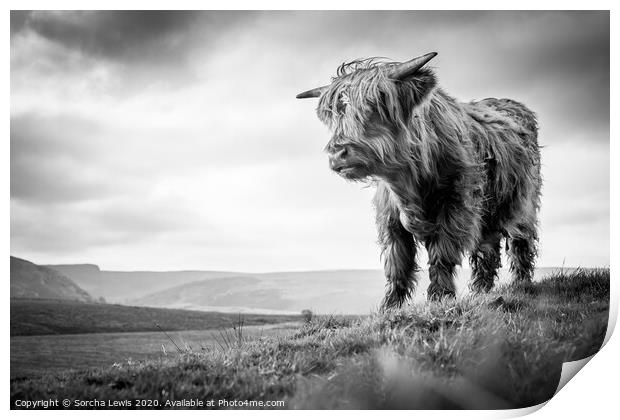 Highland cow in uplands  Print by Sorcha Lewis