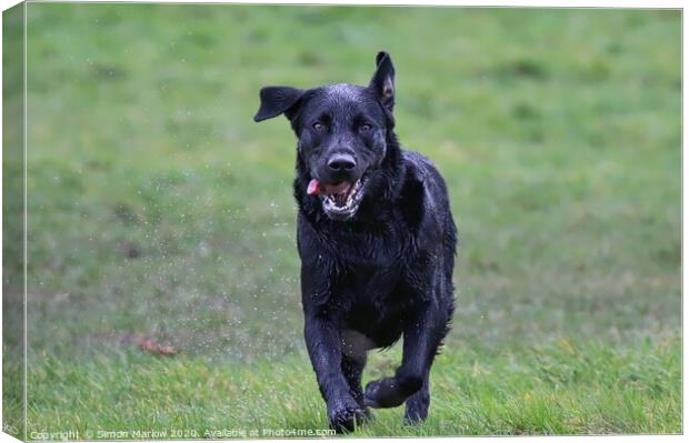 Black Labrador running straight at you Canvas Print by Simon Marlow