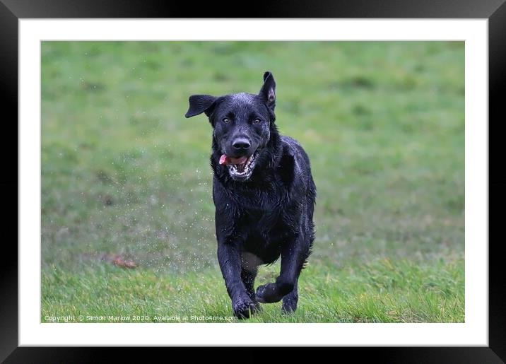 Black Labrador running straight at you Framed Mounted Print by Simon Marlow