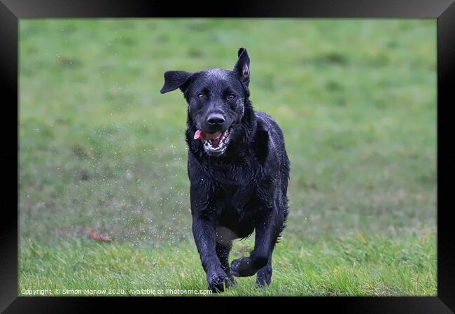 Black Labrador running straight at you Framed Print by Simon Marlow