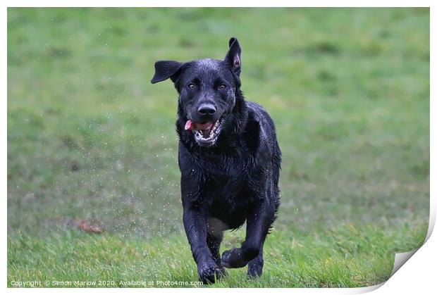 Black Labrador running straight at you Print by Simon Marlow