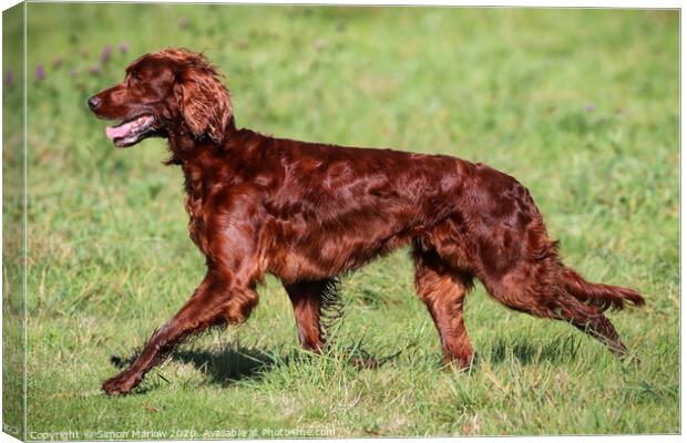 Beautiful side view of a Red Setter running Canvas Print by Simon Marlow