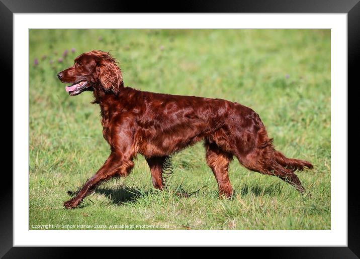 Beautiful side view of a Red Setter running Framed Mounted Print by Simon Marlow