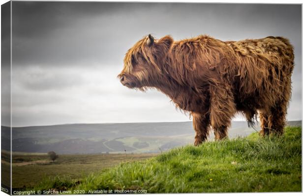 A Highland cow standing on top of a hill Canvas Print by Sorcha Lewis