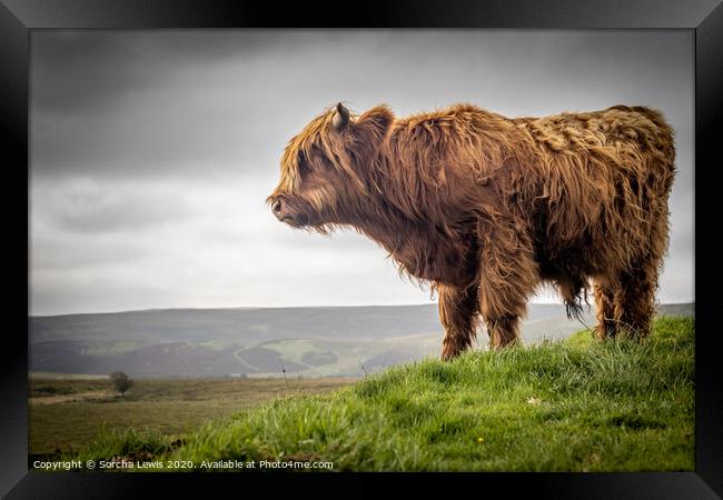 A Highland cow standing on top of a hill Framed Print by Sorcha Lewis