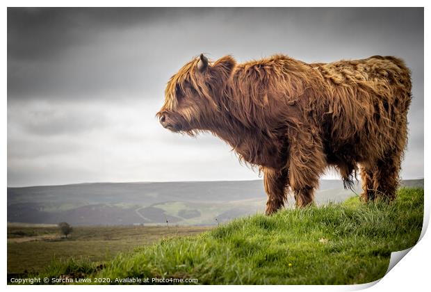 A Highland cow standing on top of a hill Print by Sorcha Lewis