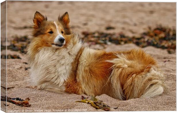 Rough Collie relaxing at the beach Canvas Print by Simon Marlow