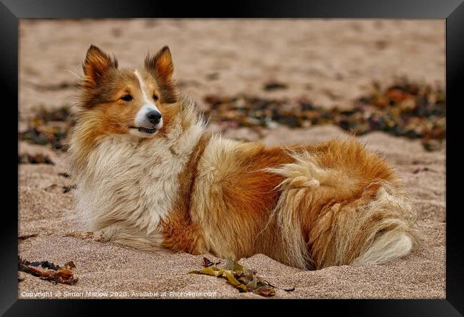 Rough Collie relaxing at the beach Framed Print by Simon Marlow