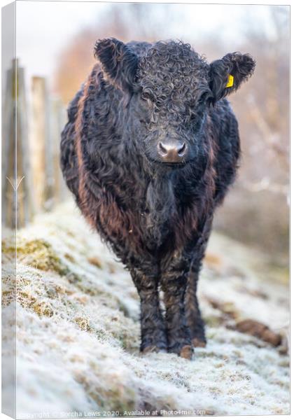 Galloway Cow in frost Canvas Print by Sorcha Lewis