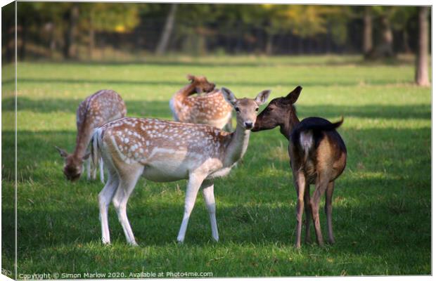 A tender moment between two Fallow Deer Canvas Print by Simon Marlow