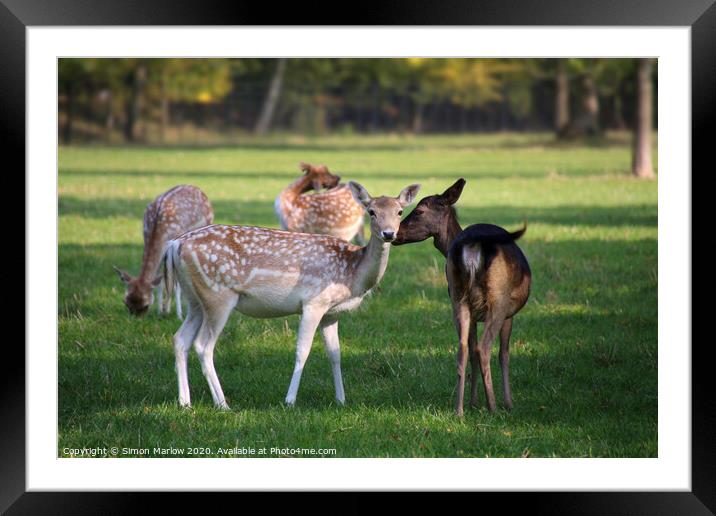 A tender moment between two Fallow Deer Framed Mounted Print by Simon Marlow