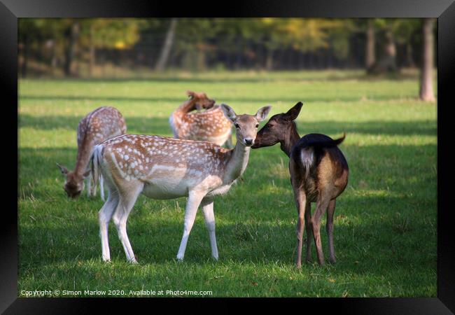 A tender moment between two Fallow Deer Framed Print by Simon Marlow
