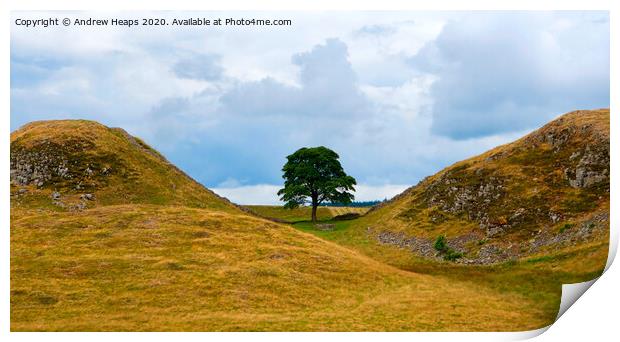 Sycamore gap & hadrians wall Print by Andrew Heaps