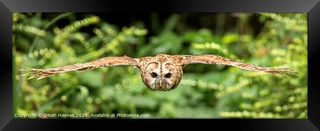 Owl in Flight Framed Print by Dinah Haynes