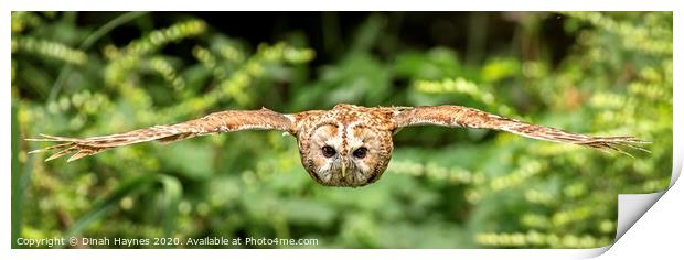 Owl in Flight Print by Dinah Haynes