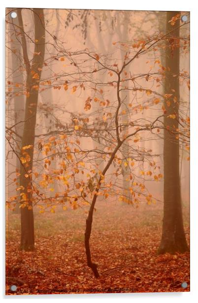Misty Woodland Acrylic by Simon Johnson