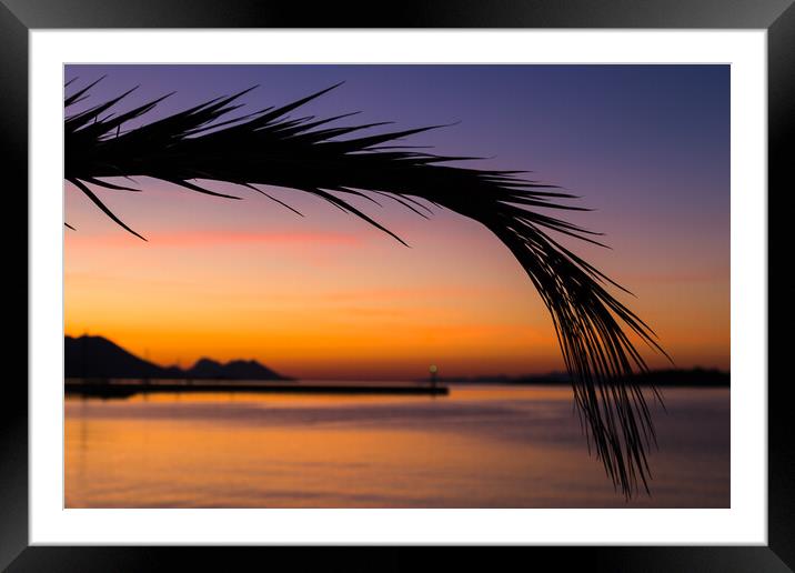 Silhouette of a palm leaf Framed Mounted Print by Jason Wells