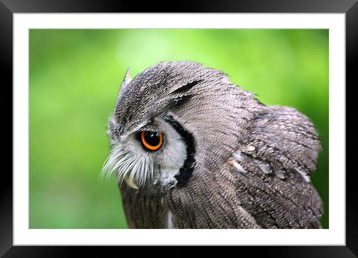 Scops owl Framed Mounted Print by Doug McRae