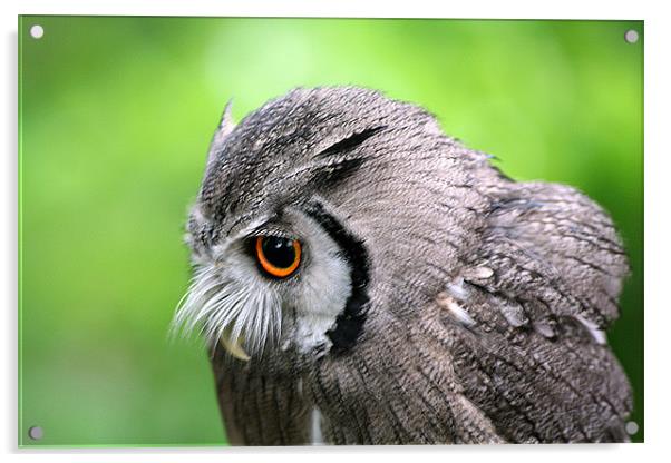 Scops owl Acrylic by Doug McRae