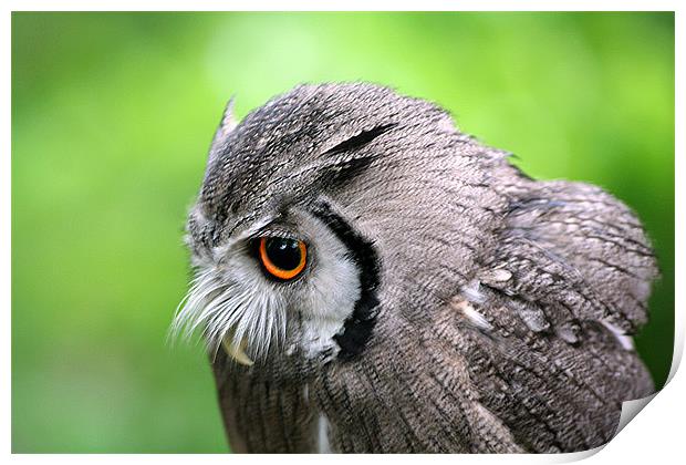 Scops owl Print by Doug McRae