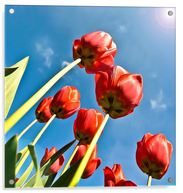 Tulips Acrylic by Daniel Cowee