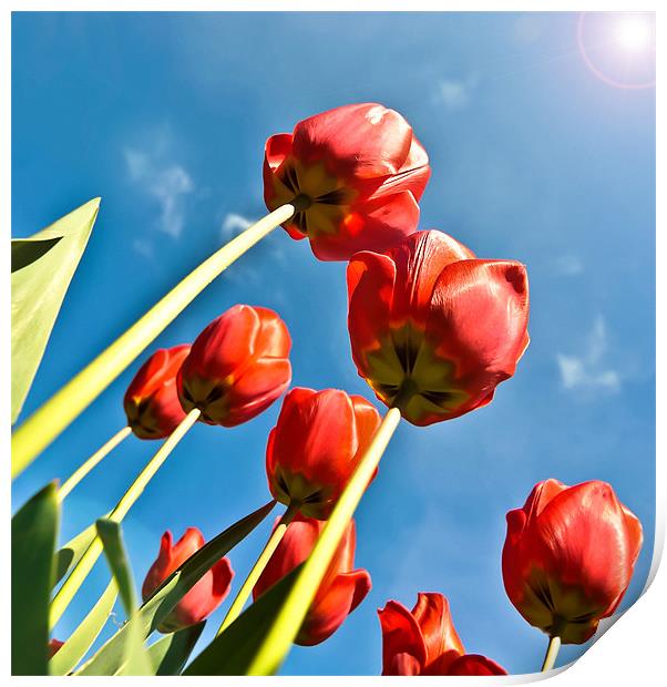 Tulips Print by Daniel Cowee