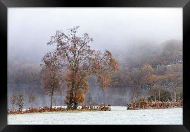 Birch tree in Autumnal mist Elan Framed Print by Sorcha Lewis