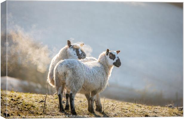 A couple of sheep standing on top of a grass covered field in the frosty morning Canvas Print by Sorcha Lewis