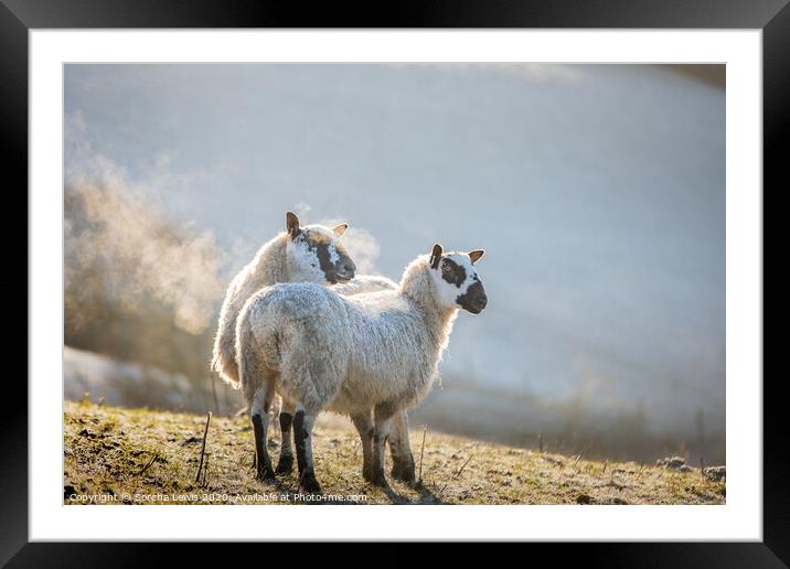 A couple of sheep standing on top of a grass covered field in the frosty morning Framed Mounted Print by Sorcha Lewis