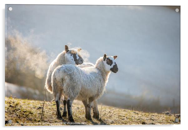 A couple of sheep standing on top of a grass covered field in the frosty morning Acrylic by Sorcha Lewis