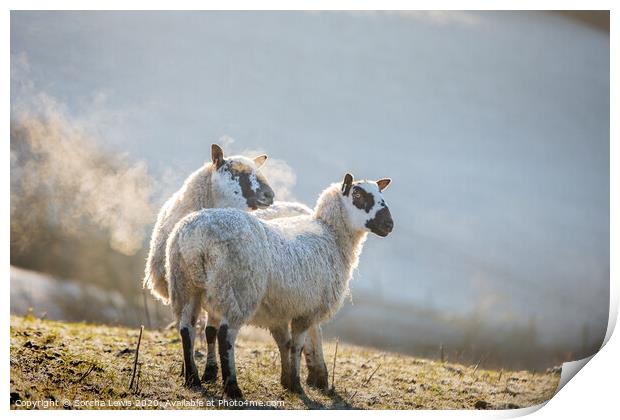 A couple of sheep standing on top of a grass covered field in the frosty morning Print by Sorcha Lewis