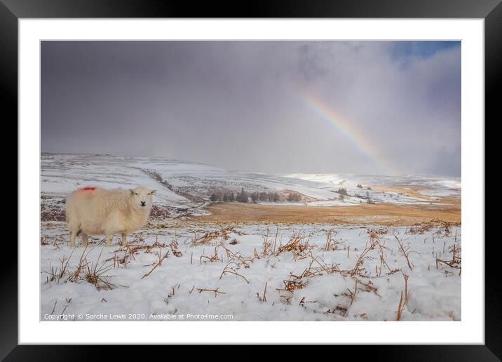 Snow sheep rainbow Elan Valley Framed Mounted Print by Sorcha Lewis