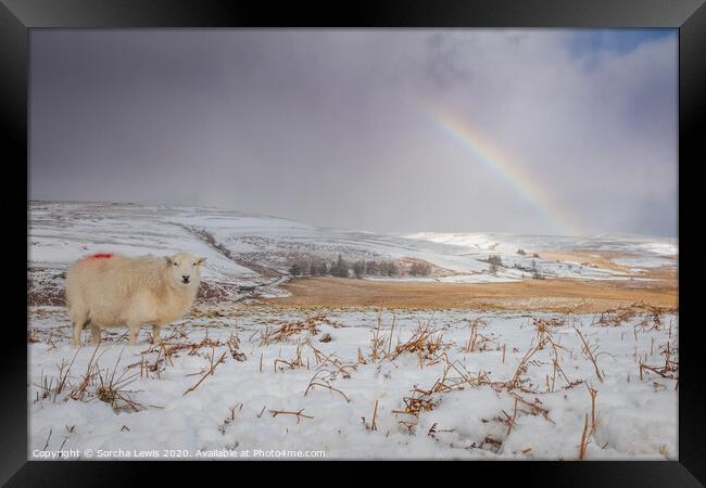 Snow sheep rainbow Elan Valley Framed Print by Sorcha Lewis