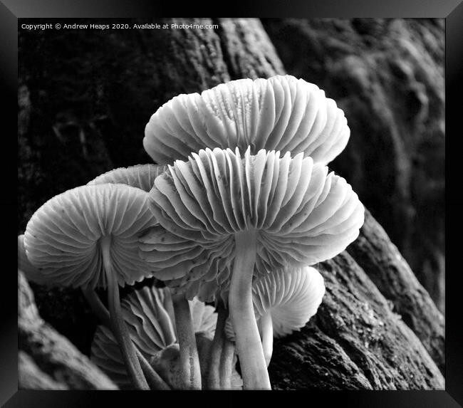 Mystical Underworld of Woodland Fungi Framed Print by Andrew Heaps