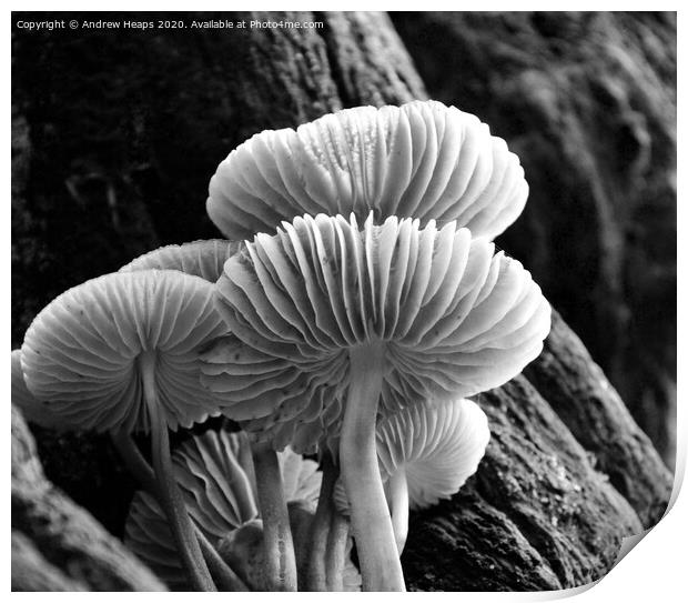 Mystical Underworld of Woodland Fungi Print by Andrew Heaps