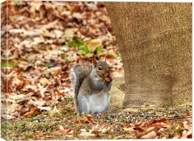 Hungry Squirrel Canvas Print by Frankie Cat