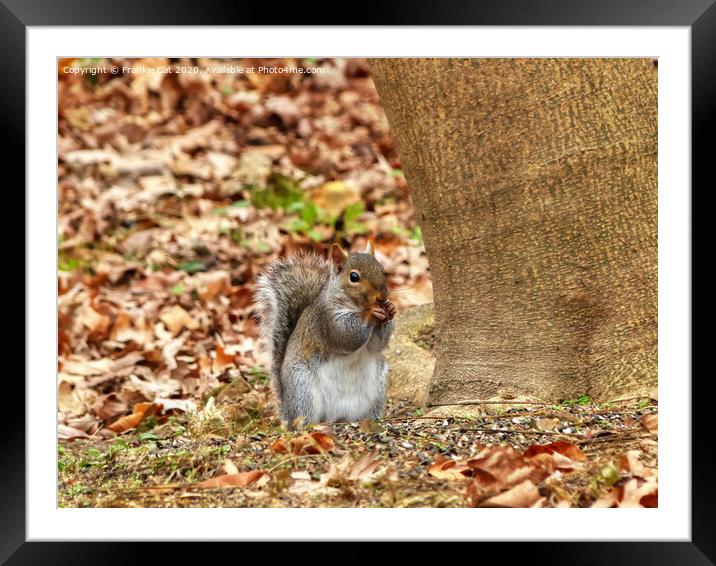 Hungry Squirrel Framed Mounted Print by Frankie Cat