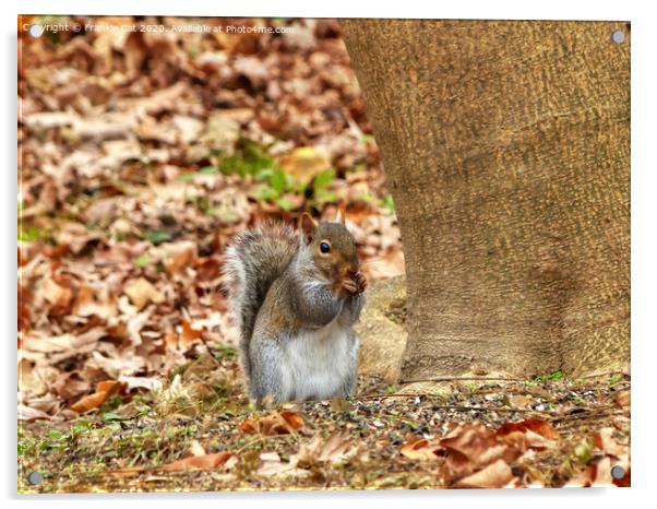 Hungry Squirrel Acrylic by Frankie Cat