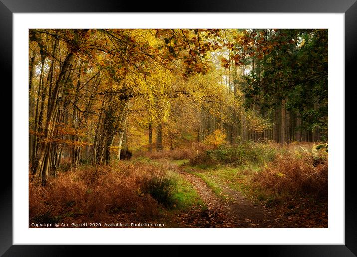 Autumn Glow On The Chase 2 Framed Mounted Print by Ann Garrett