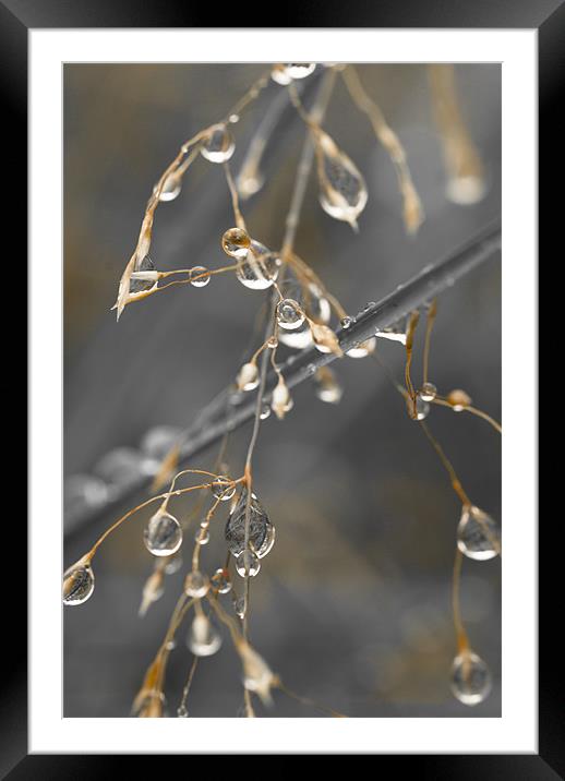 Plant, Wavy Hair grass, Seed heads, raindrops Framed Mounted Print by Hugh McKean