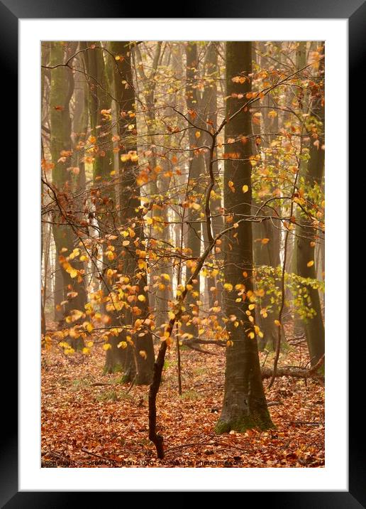 Beech Tree autumn Framed Mounted Print by Simon Johnson