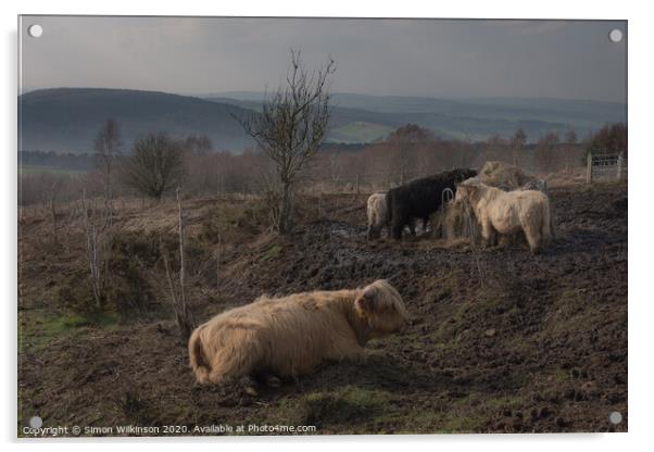 Cattle on Beeley Moor Acrylic by Simon Wilkinson
